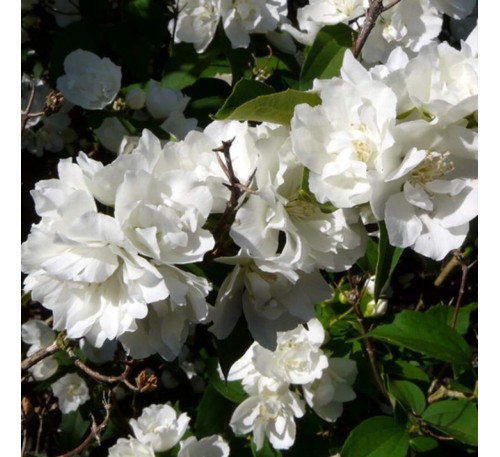 Чубушник (жасмин)  Букет Бланк (Bouguet Blanc) С2